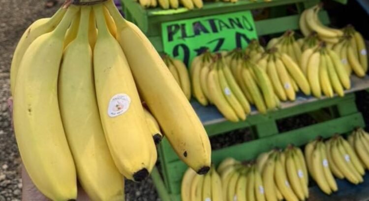 Caída del precio del plátano pone en riesgo el sustento de familias rurales en Tecomán