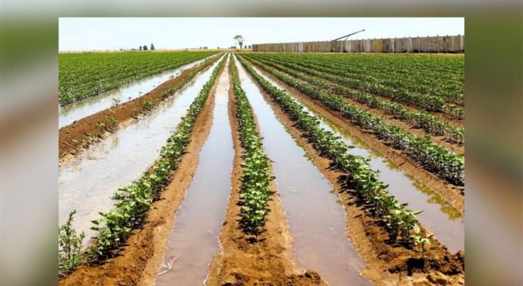 Agricultores de Colima podrán regularizar sus concesiones de agua, anuncia Conagua Agricultores de Colima podrán regularizar sus concesiones de agua, anuncia Conagua