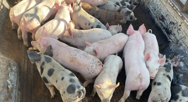 Productores porcinos en Colima alertan caída por falta de créditos accesibles