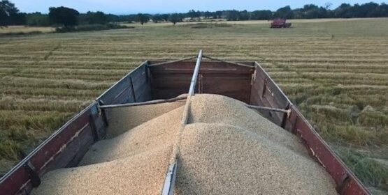 Sader adeuda 33.5 mdp a productores de arroz de Colima desde 2024