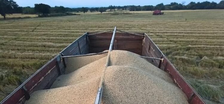 Sader adeuda 33.5 mdp a productores de arroz de Colima desde 2024 Sader adeuda 33.5 mdp a productores de arroz de Colima desde 2024