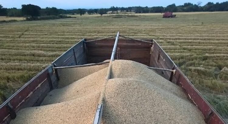 Sader adeuda 33.5 mdp a productores de arroz de Colima desde 2024 Sader adeuda 33.5 mdp a productores de arroz de Colima desde 2024