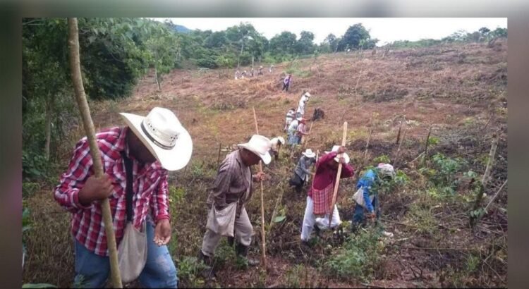 Colima analiza programa de créditos para campesinos ante dificultades de financiamiento Colima analiza programa de créditos para campesinos ante dificultades de financiamiento