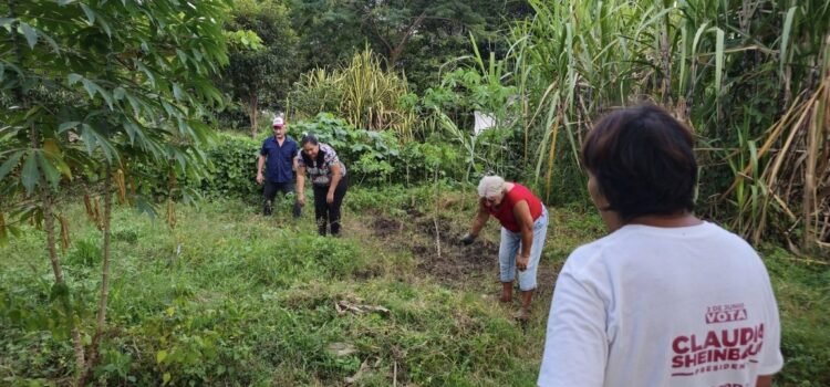 Importaciones agrícolas generan incertidumbre y pérdidas para el campo en Colima