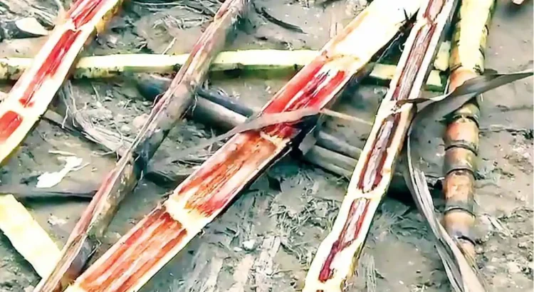 Reportan cañeros veracruzanos pérdidas severas por ataque de hongo