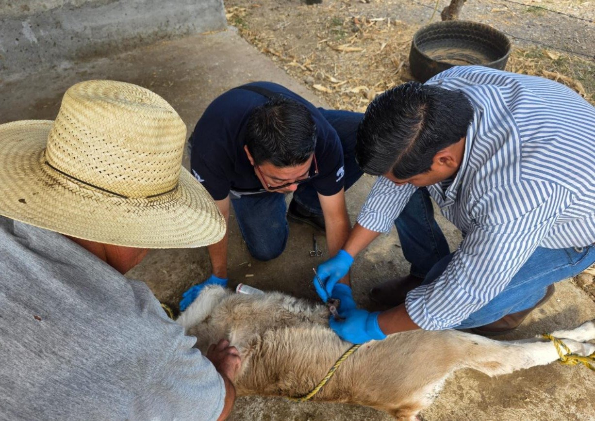 Activan vigilancia contra gusano barrenador en los 10 municipios de Colima