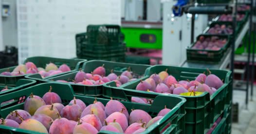 Plagas en mango mexicano amenazan exportaciones y generan presión en productores de Colima