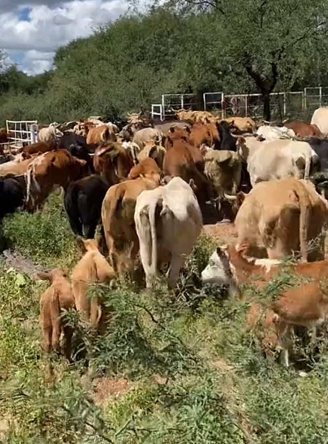 Llaman a productores a reportar casos para contener gusano barrenador en Colima