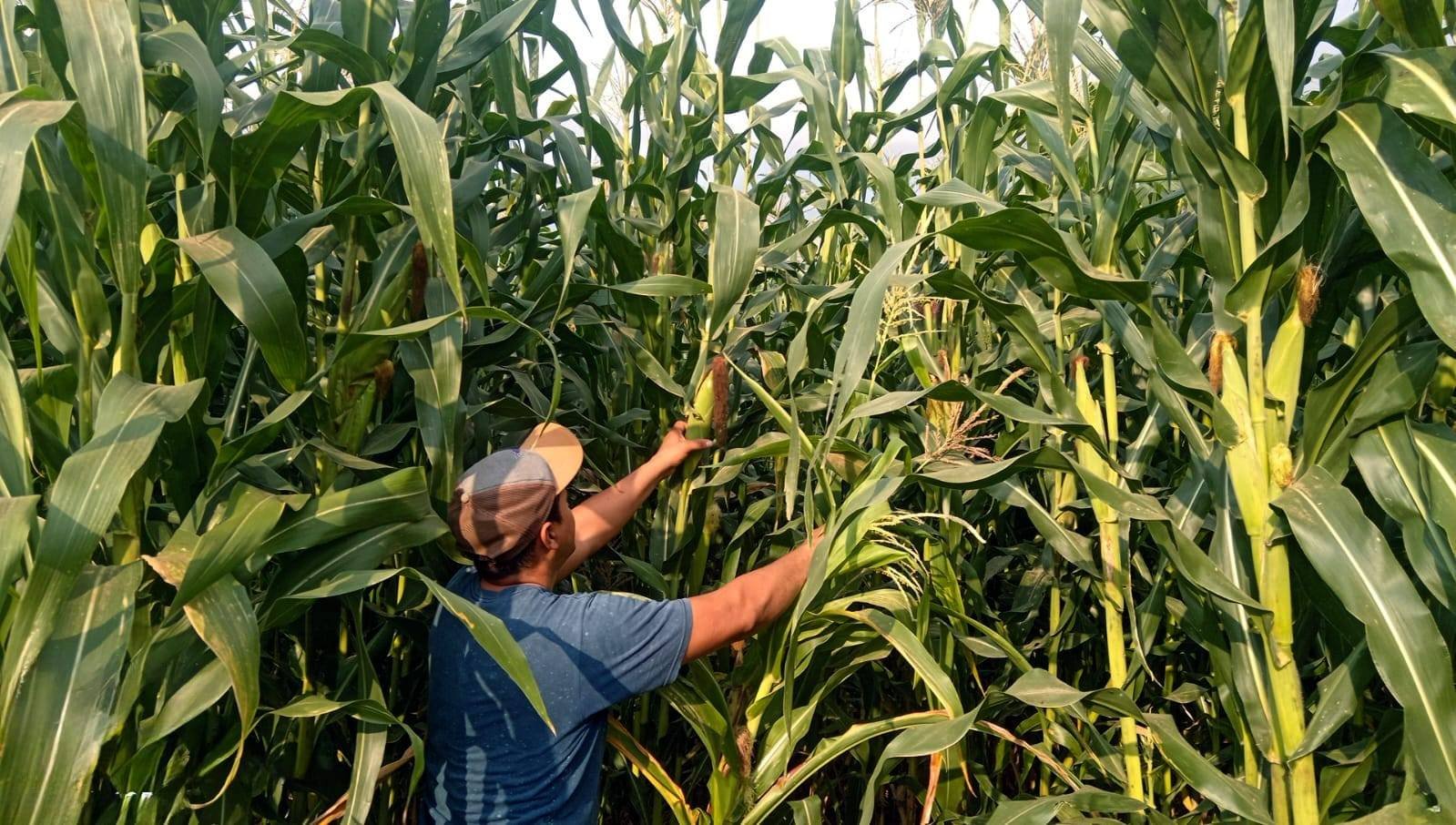 Colima alista 84 mdp en financiamiento y más apoyos para el campo