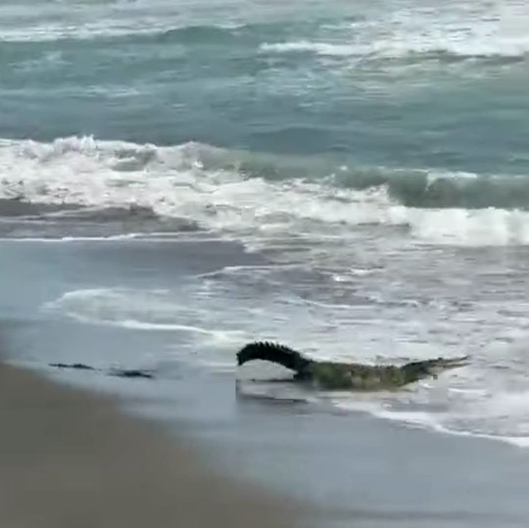 Cocodrilos salen de su hábitat y aparecen en zonas pobladas de Colima