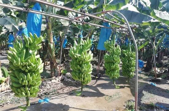 Cae 58% el número de productores de plátano en Cerro de Ortega
